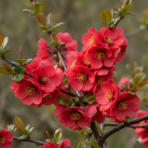 Super Red Flowering Quince
